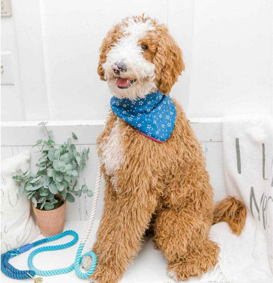 Marlowe Dog Bandana