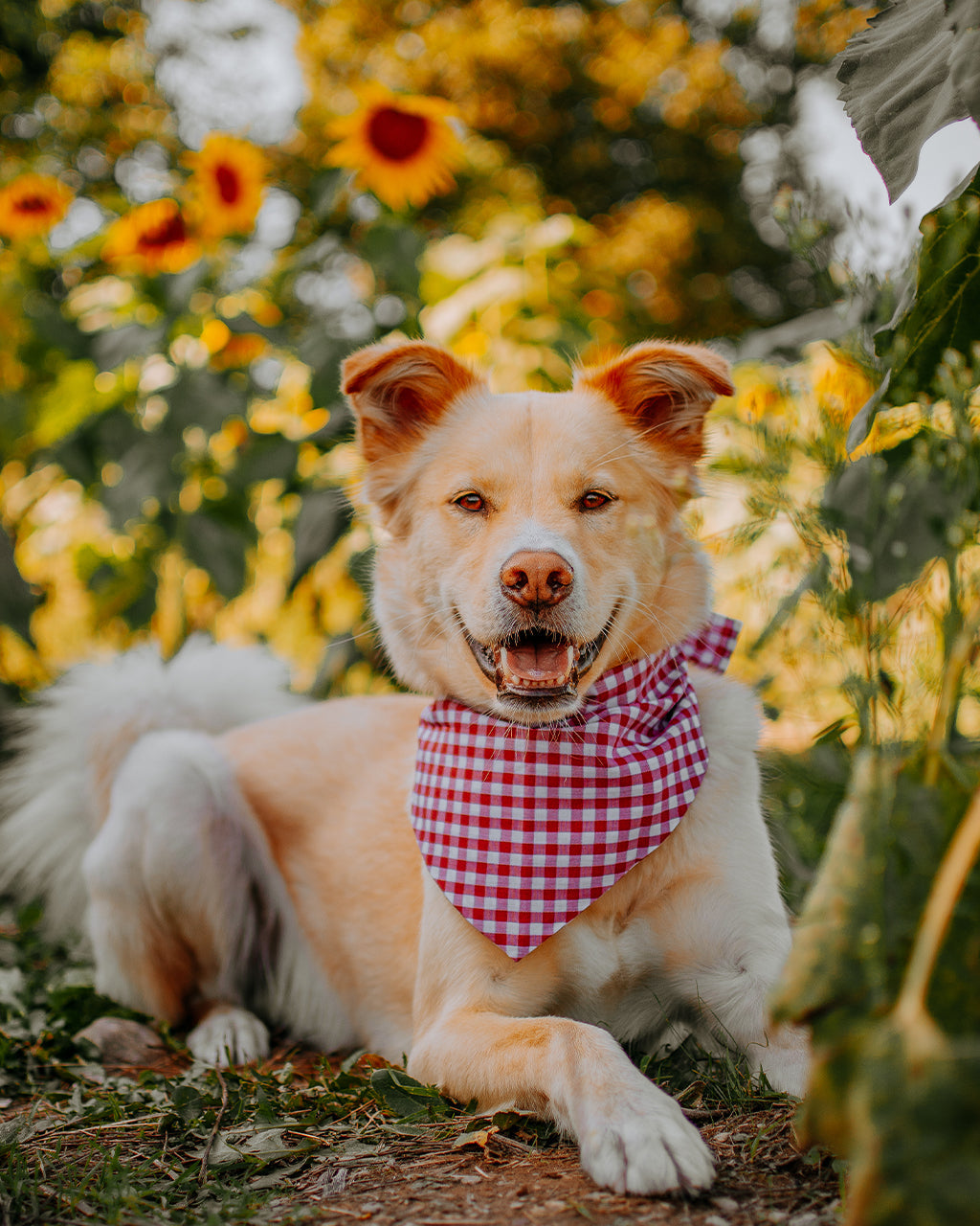 GINGHAM BANDANA - Southlake Paws