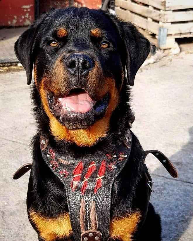 The ''Haunted'' harness LIMITED