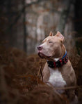 Load image into Gallery viewer, 'Captain America'' Collar
