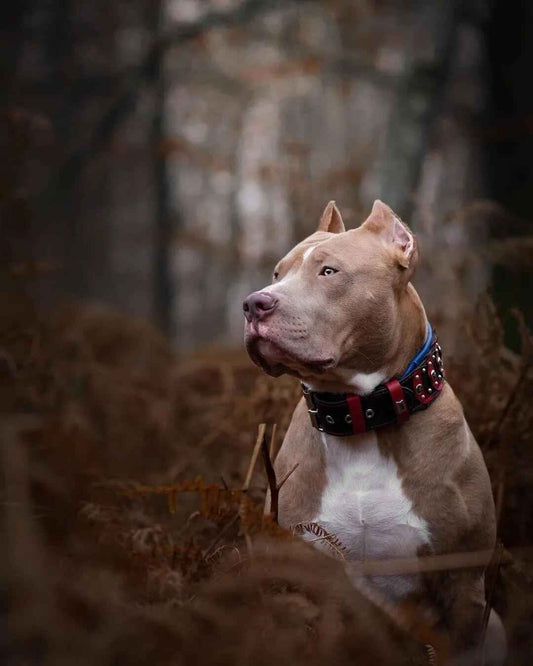 'Captain America'' Collar
