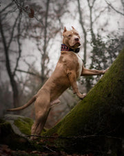'Captain America'' Collar 