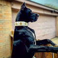 Load image into Gallery viewer, The "Maximus" collar 2.5 inch wide white & gold
