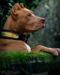 Load image into Gallery viewer, The ''D`Albertis'' collar
