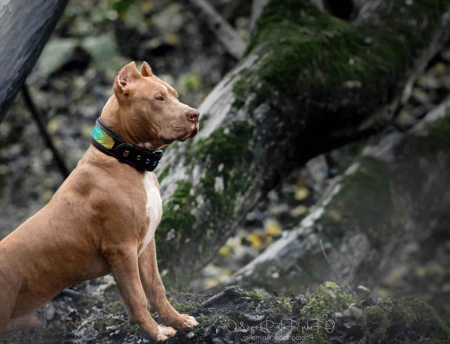 The ''D`Albertis'' collar