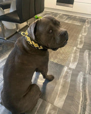 The ''Midas'' Collar Gold 