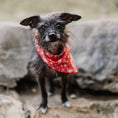 Load image into Gallery viewer, Big Tex Dog Bandana in Red x Studio Orch Collaboration Collection

