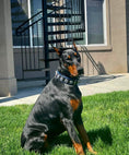 Load image into Gallery viewer, "Bijou" collar black & blue

