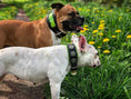 Load image into Gallery viewer, "Bijou" collar black & green
