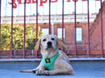 Load image into Gallery viewer, EcoBark Mint Turquoise Dog Harness - Over-the-Head Soft Mesh Vest Halter for Small to Medium Dogs
