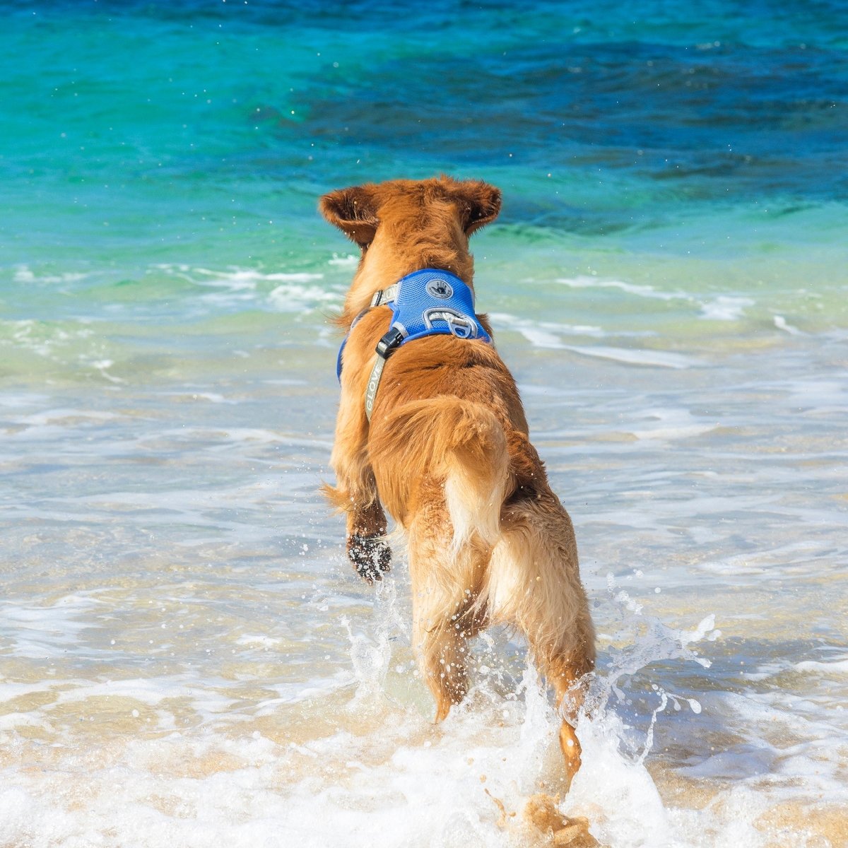 Body Glove Cooling Harness - Dog Harness
