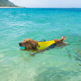Load image into Gallery viewer, Body Glove Neoprene Pet Life Jacket
