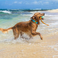 Load image into Gallery viewer, Body Glove Tough Tug Toy - Rope Toy For Dogs
