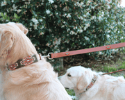 Matching leash/dog collar Boho Chic Sambboho Bundle