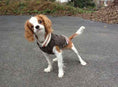Load image into Gallery viewer, Boyfriend Dog Sweater
