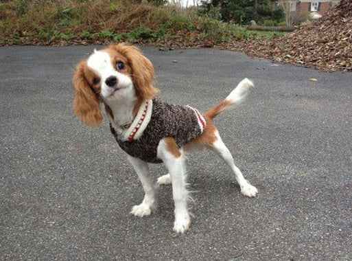 Boyfriend Dog Sweater