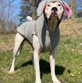 Load image into Gallery viewer, Bunny Hoodie Dog Sweater

