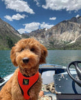 Load image into Gallery viewer, Over-the-Head Dog Harnesses - Max Comfort - 18 Colors & Patterns / Orange
