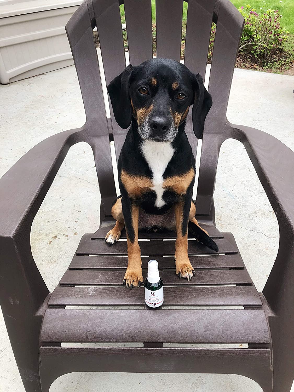 A black and tan dog sits on a brown chair, with Southlake Paws Essential Oil Dog Calming Spray in front of it.