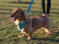 Load image into Gallery viewer, EcoBark Sky Blue Dog Leash- Padded Comfort Grip Padded Leash Dog Pattern - 4 Foot, 5 Foot, 6 Foot Leash for Small and Medium Dogs
