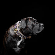 The Candy Dog Collar 