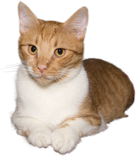 Cat with orange and white fur on a white background