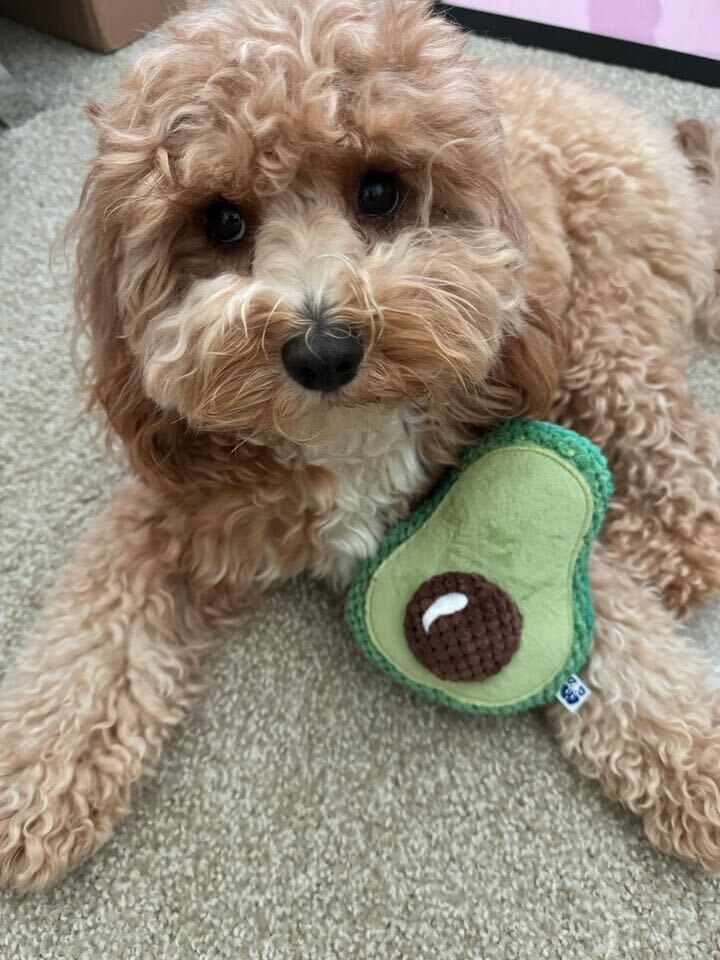 AVOCADO PLUSH DOG TOY - Southlake Paws