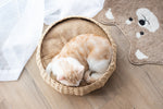 Cozy Nest