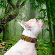 Cheetah Sambboho dog collar (animal print collection)