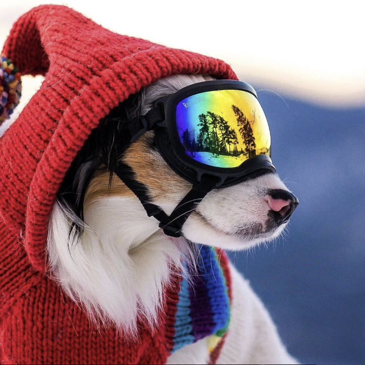 Vintage Ski Hoodie Dog Sweater