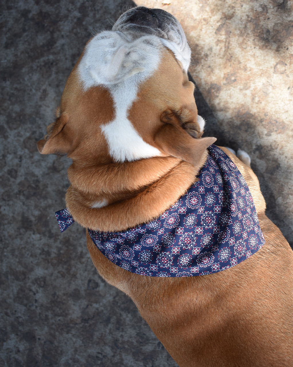 CLASSIC BANDANA - Southlake Paws