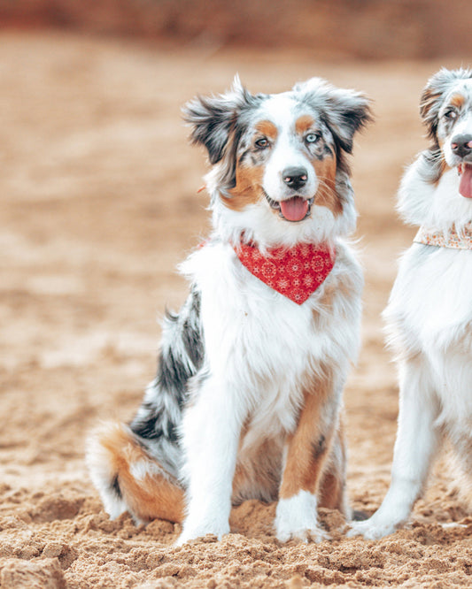 CLASSIC BANDANA - Southlake Paws