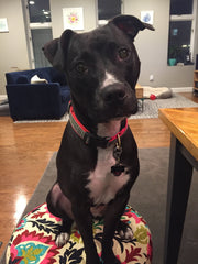 Classic Black Houndstooth Extra Wide Dog Collar 1.5