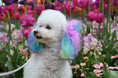 Load image into Gallery viewer, Canine Color Semi Perm Coat Color Shampoo for Dogs
