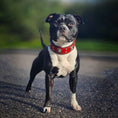 Load image into Gallery viewer, The "Eros" collar 2 inch wide Red
