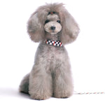 Contempo Collar