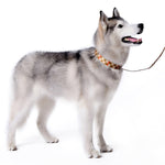 Contempo Collar