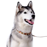 Contempo Collar
