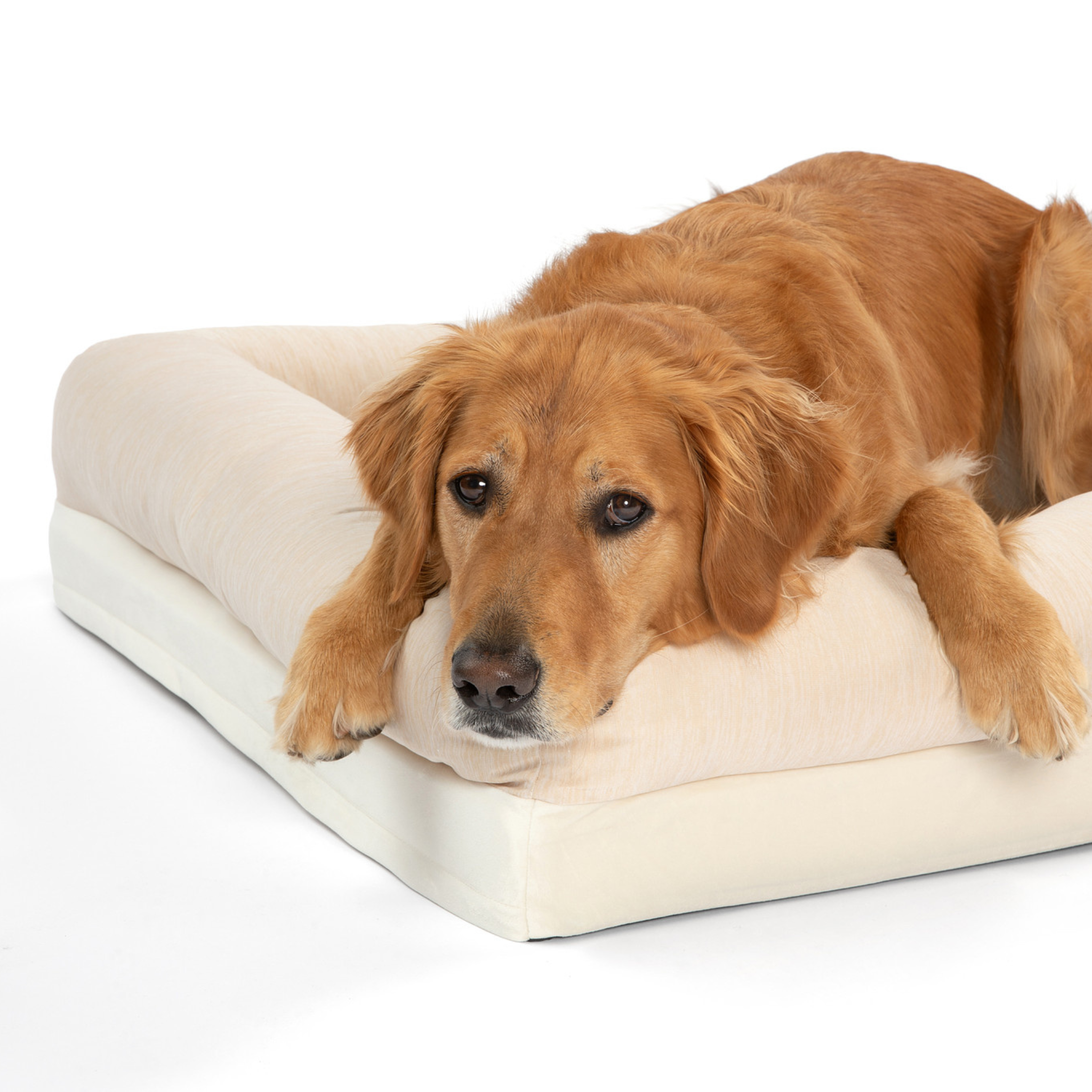 Dog lying on a large beige pet bed against a white background