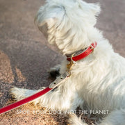 Collar - Vegan Leather - Copenhagen Nina Woof