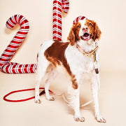 Coral Ombre Cotton Rope Dog Leash by Found My Animal | Adjustable & Handcrafted