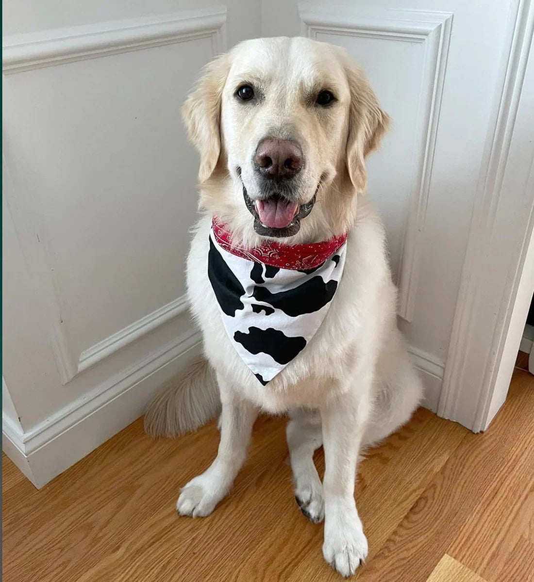 Cow Print Rodeo Bandana Dog Collar - Southlake Paws