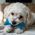 Load image into Gallery viewer, PUP-X Rubber Bone Dog Toy - Durable, Floats, Chew Toy for Large Dogs | USA
