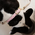 Load image into Gallery viewer, Collar - Air Tag Enabled - Vegan Leather - Cupertino Nina Woof
