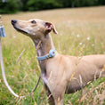 Load image into Gallery viewer, Collar - Air Tag Enabled - Vegan Leather - Cupertino Nina Woof
