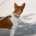 Load image into Gallery viewer, Collar - Air Tag Enabled - Vegan Leather - Cupertino Nina Woof
