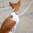 Load image into Gallery viewer, Collar - Air Tag Enabled - Vegan Leather - Cupertino Nina Woof
