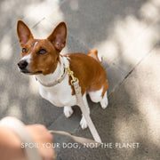 Collar - Air Tag Enabled - Vegan Leather - Cupertino Nina Woof