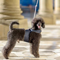 Load image into Gallery viewer, Personalized Denim Dog Harness Vest
