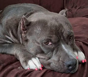 Polish Pen Bundle - Basics